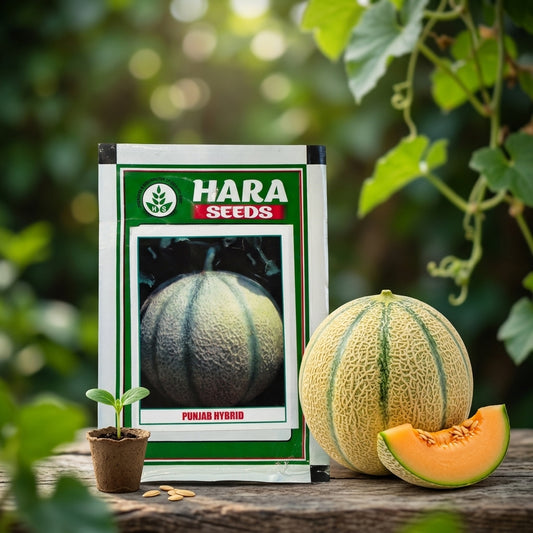 Premium Punjab Hybrid Muskmelon Seeds for High Yield Farming in India