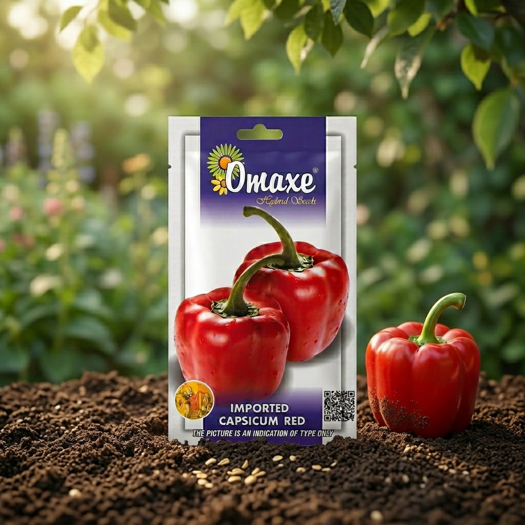 Premium Red Capsicum Seeds for High Yield Bell Pepper Farming in India