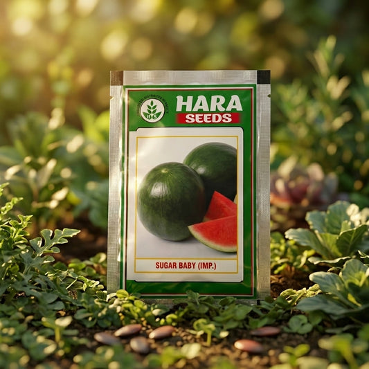 Premium Sugar Baby Watermelon Seeds for High Yield Farming in India
