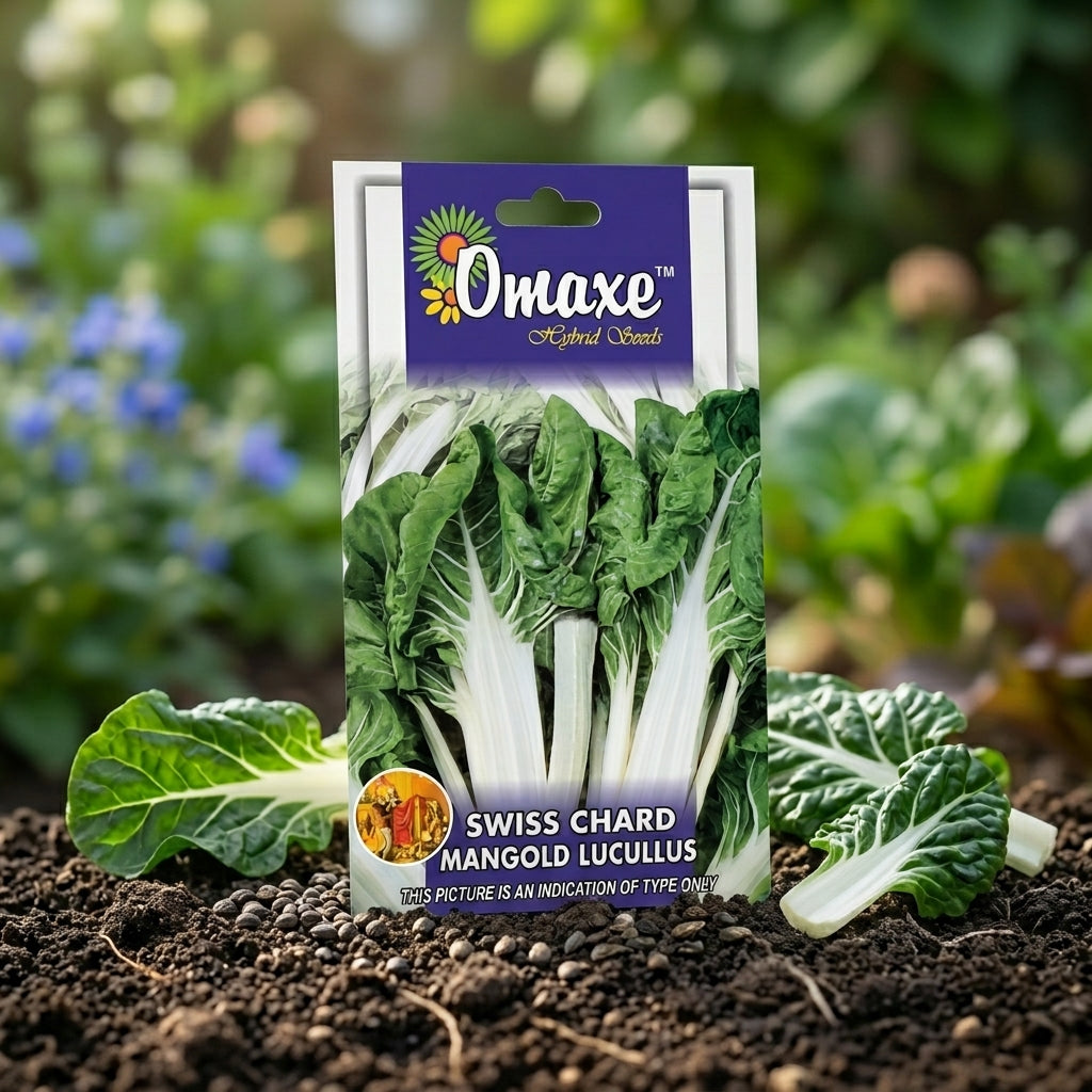 Premium Swiss Chard Mangold Lucullus Seeds for Leafy Vegetable Farming in India