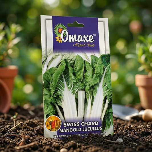 Premium Swiss Chard Mangold Lucullus Seeds for Leafy Vegetable Farming in India