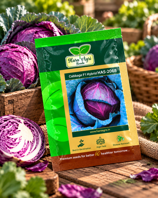 Cabbage F1 Hybrid HAS-2068 – Premium Purple Cabbage Seeds for High Yield, Uniform Heads & Commercial Vegetable Farming