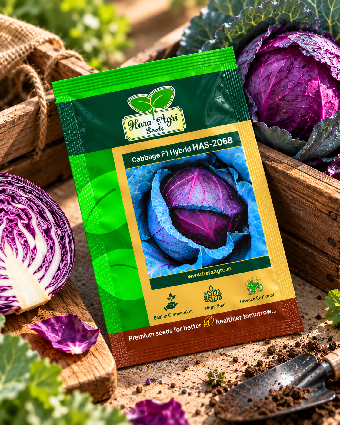 Cabbage F1 Hybrid HAS-2068 – Premium Purple Cabbage Seeds for High Yield, Uniform Heads & Commercial Vegetable Farming