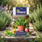 Premium Rocket Arugula Wild Cut Seeds for Leafy Salad Farming & Kitchen Gardening in India